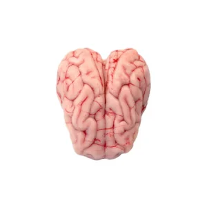 Lamb Brain 1 Pound